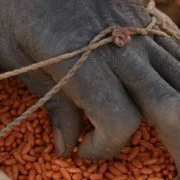 Tornano i fagiolini del Burkina Faso