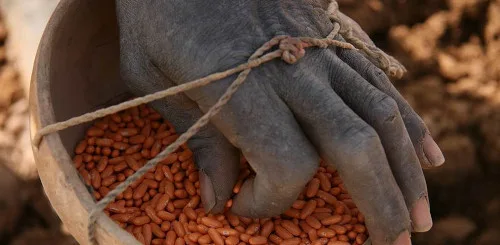 Tornano i fagiolini del Burkina Faso