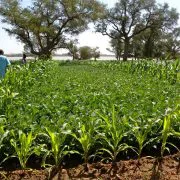 La Terra una madre che nutre