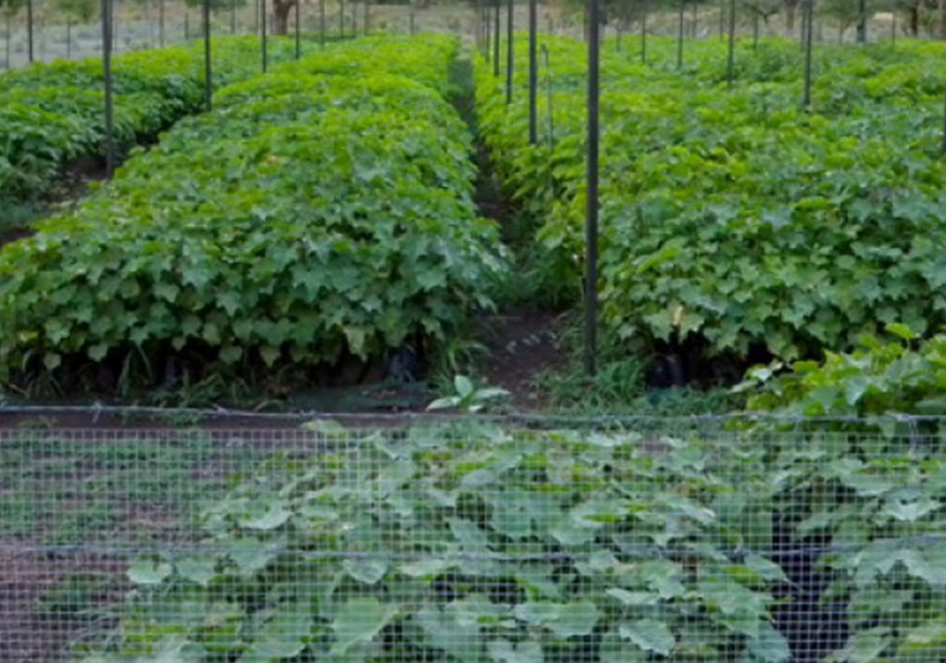 Progetto Jatropha (Burkina Faso)