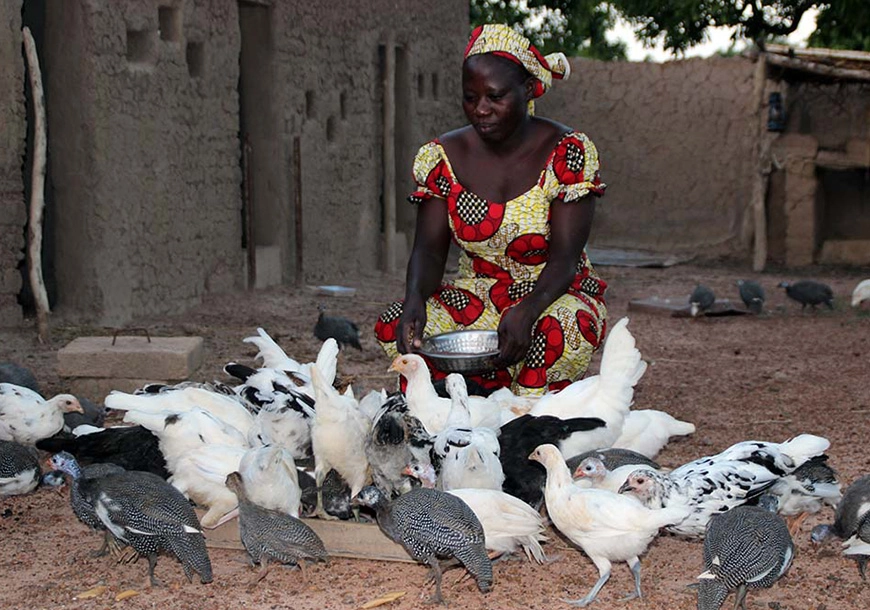 Un menage, un poulailler (Burkina Faso)